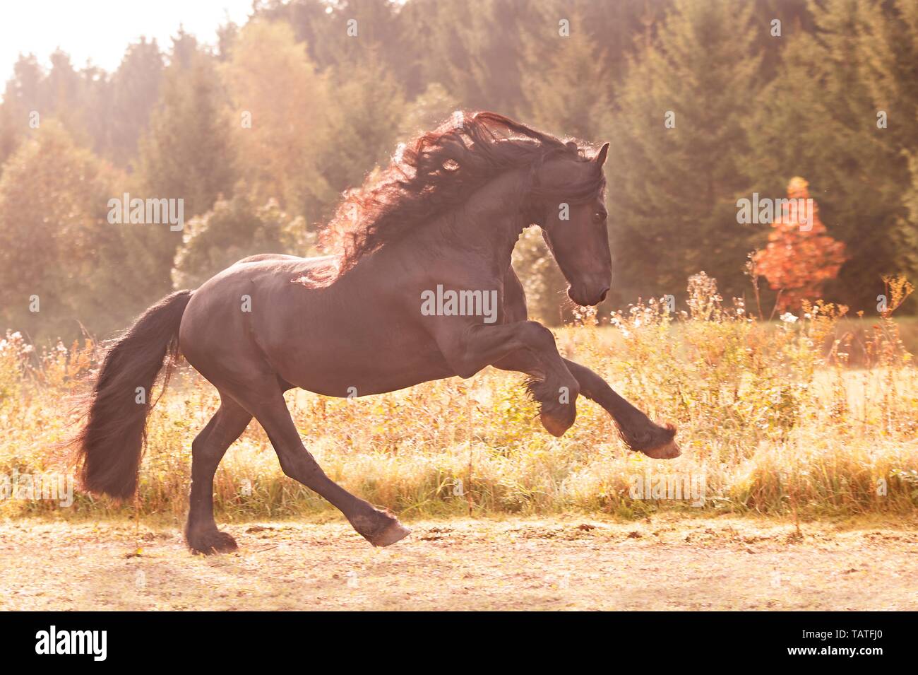 Le galop cheval Frison Banque D'Images