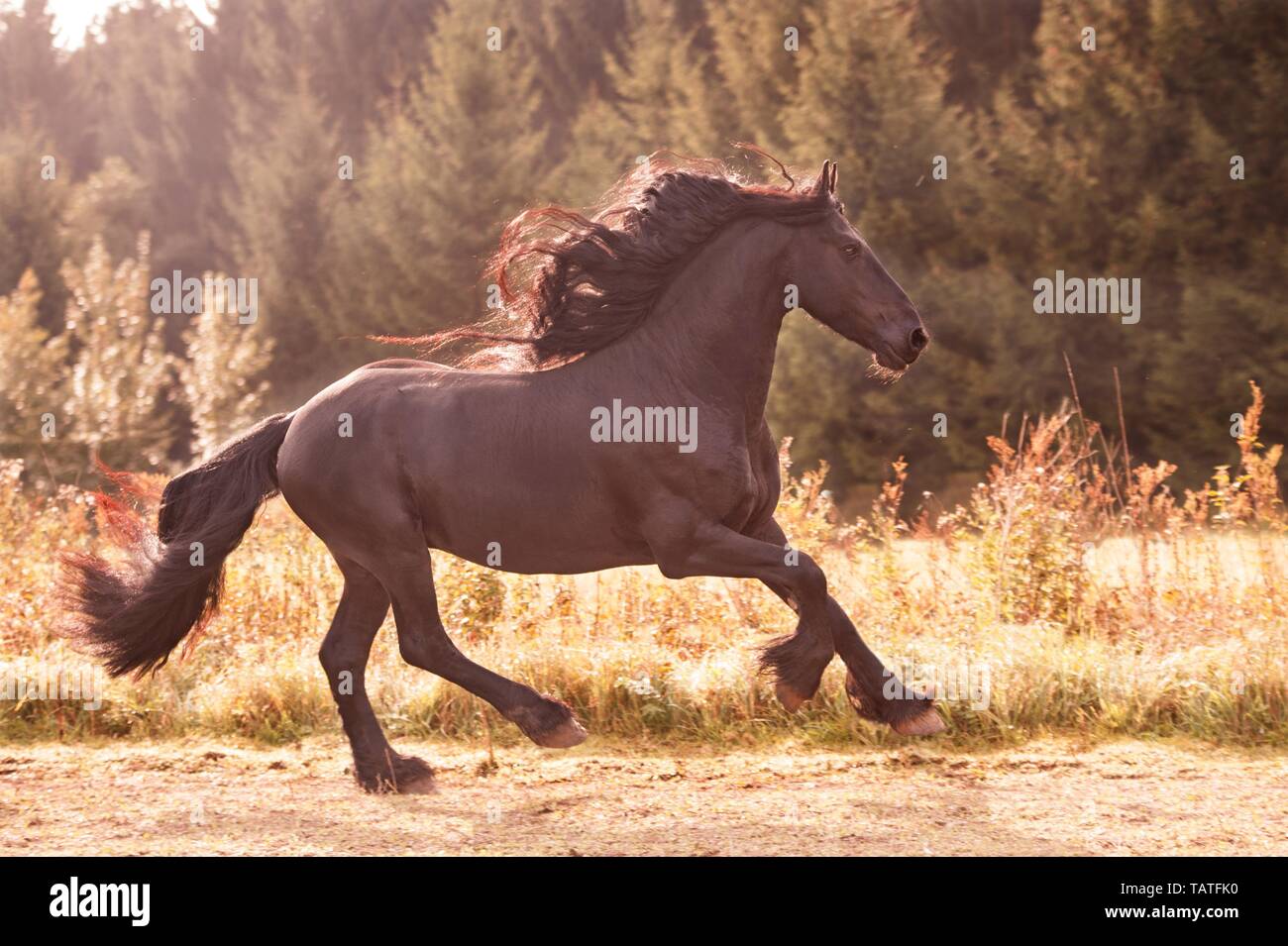 Le galop cheval Frison Banque D'Images