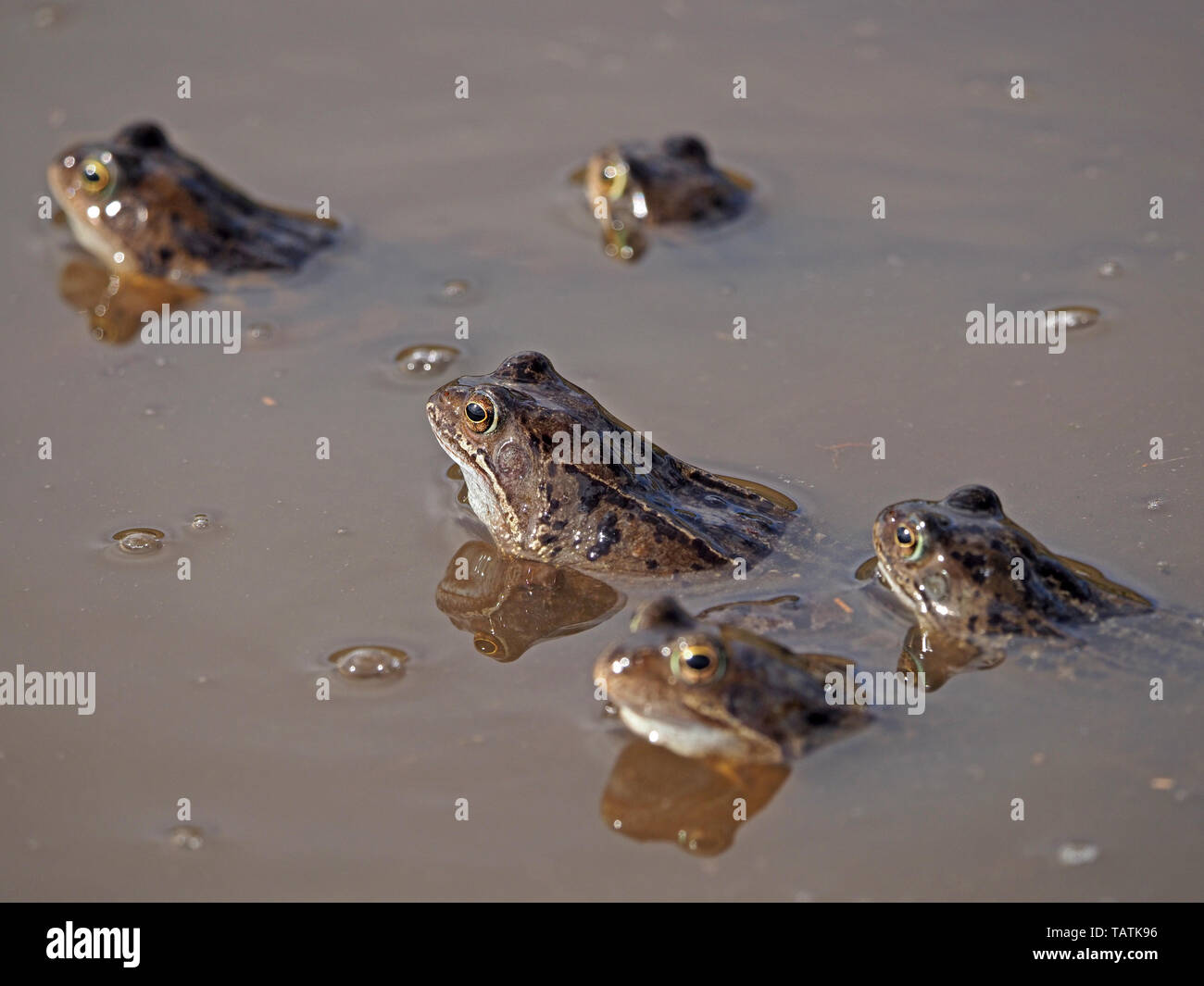 Rassemblement des cinq communes européennes les grenouilles (Rana temporaria) avec des réflexions dans la boue d'élevage de montagne couverte de Cumbria, Angleterre, Royaume-Uni Banque D'Images