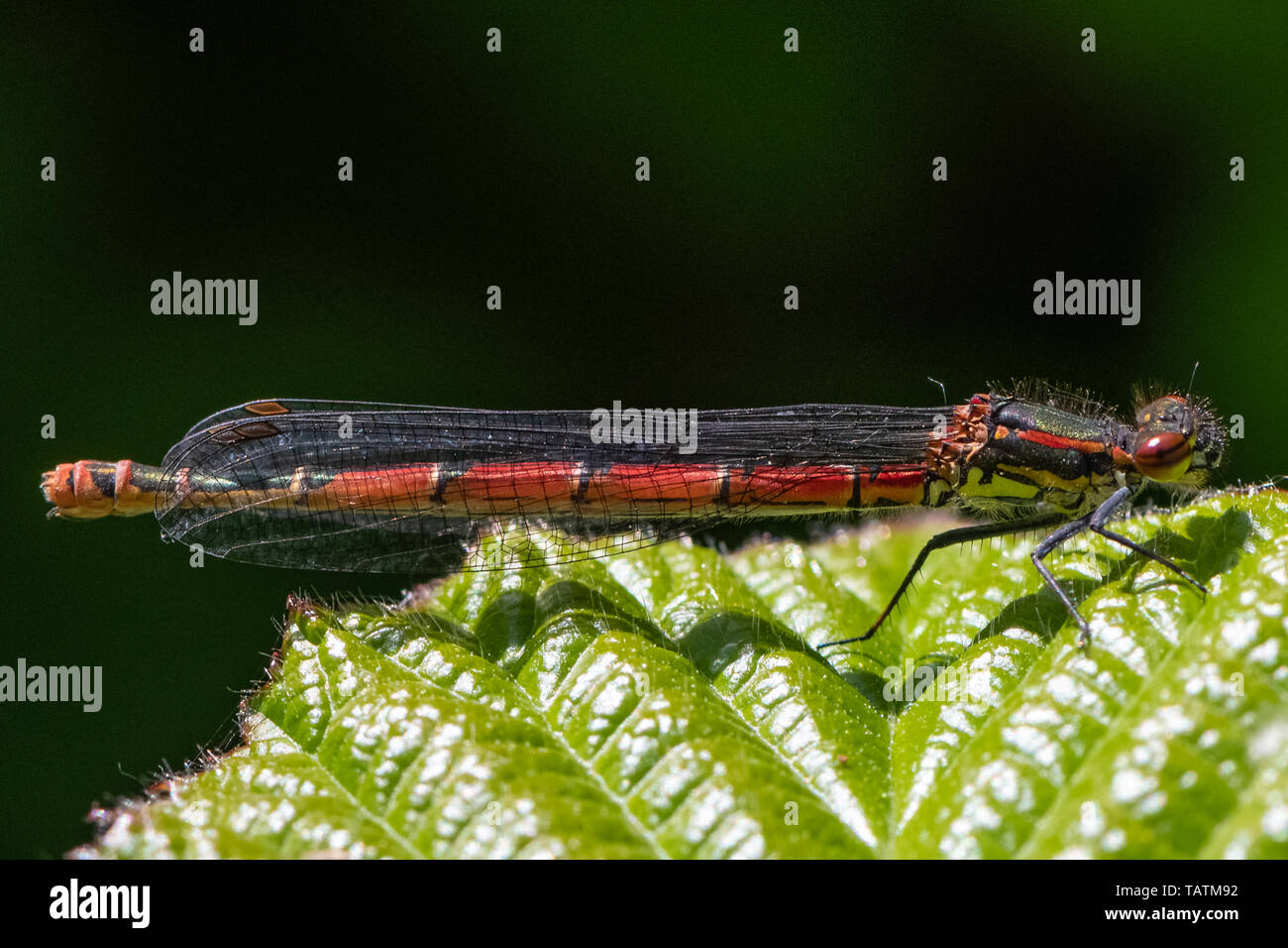 Grande libellule Pyrrhosoma nymphula (rouge) Banque D'Images