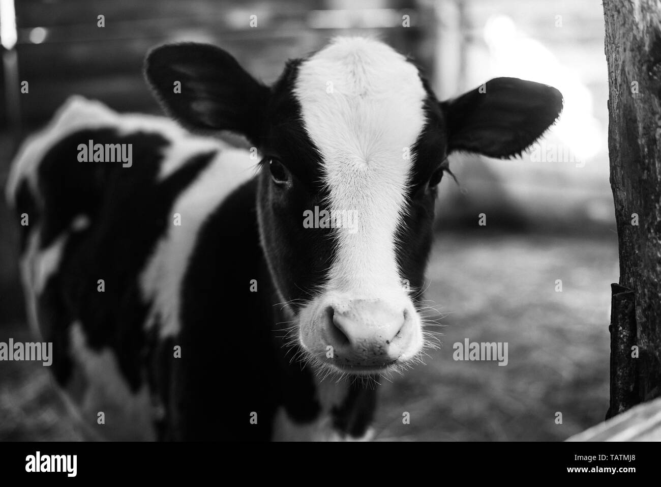 Veau Sur La Ferme L Interieur De La Ferme Est Un Mignon Bebe Vache Beaucoup De Foin Photo Stock Alamy