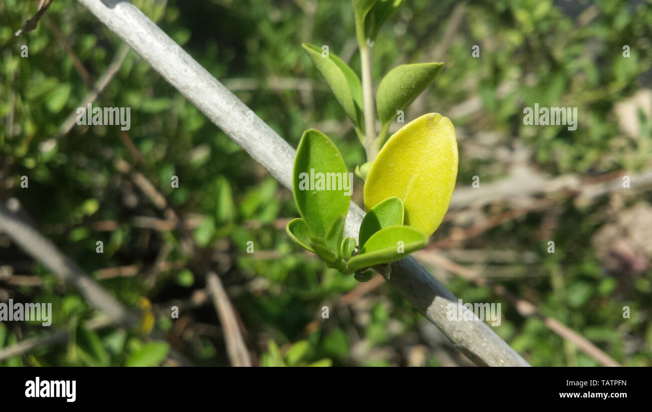 Gardenia feuilles jaunes dans mon jardin et gardenia feuilles jaunes dans  mon jardin belle place.plus belles feuilles jaune gardenia dans mon  formulaire Photo Stock - Alamy