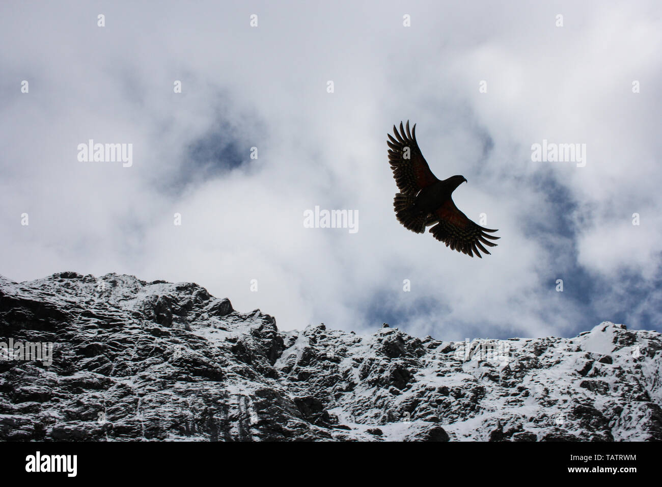 Un perroquet (Nestor Notabilis kea), un oiseau en danger d'extinction, en face d'une montagne couverte de neige sur l'île du Sud, Nouvelle-Zélande Banque D'Images