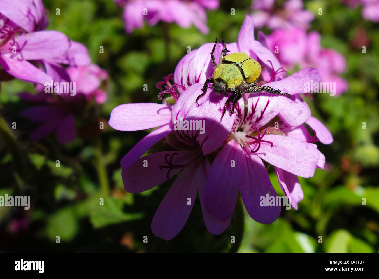 Bug jaune, lithographie africana, assis sur fleurs violettes dans un jardin à Rabat, Maroc Banque D'Images