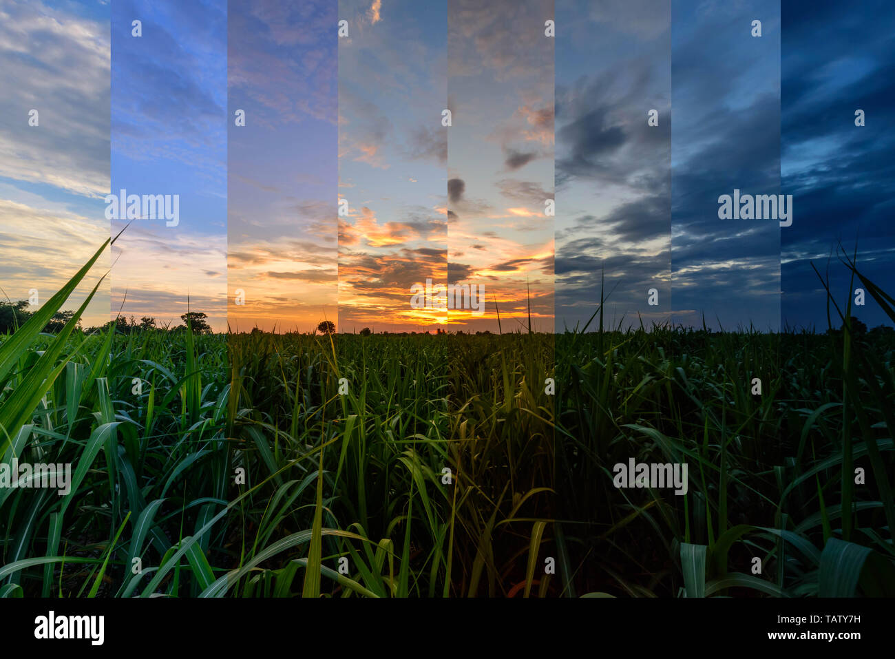 Nuance différente couleur du champ de canne fraîche à l'heure du coucher de soleil. Banque D'Images