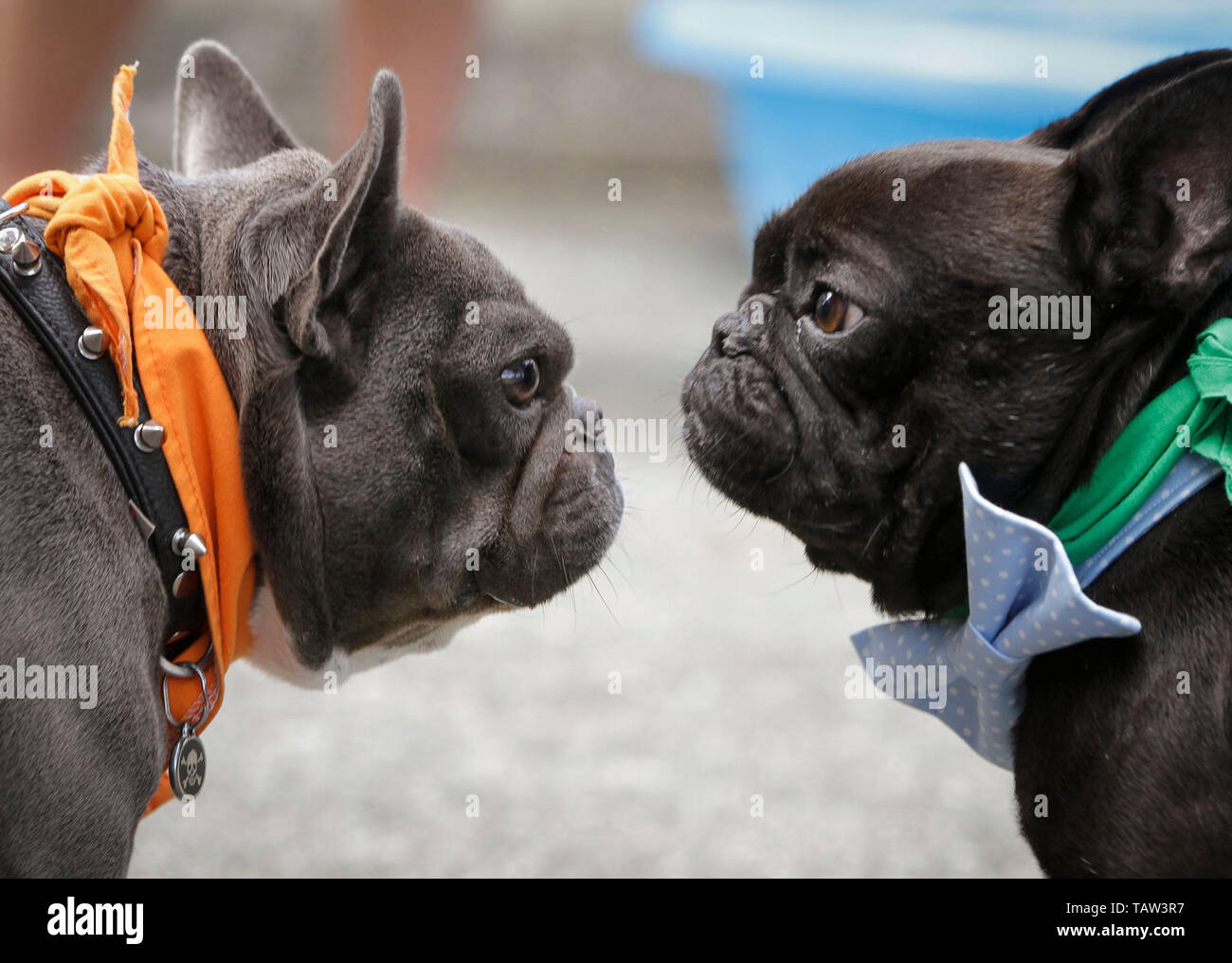 (190528) -- BEIJING, 28 mai 2019 (Xinhua) -- Deux bouledogues interagissent pour l'autre lors d'une course à l'Hippodrome Hastings bulldog à Vancouver, Canada, 26 mai 2019. Environ 60 concurrence bulldogs sur la piste de course pour des prix en argent et d'honneur, le dimanche, les jours de canicule série à Hastings Racecourse. (Xinhua/Liang Sen) Banque D'Images