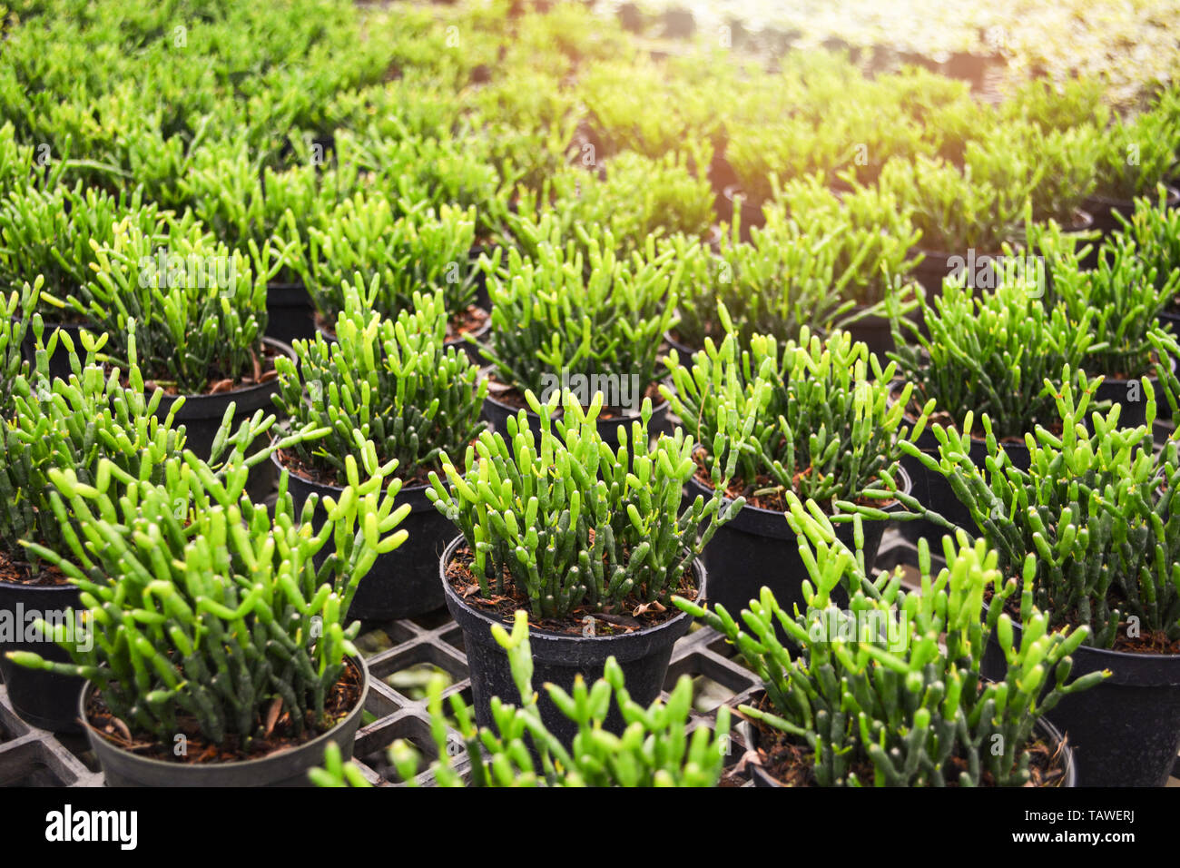 Le gui plante succulente en pot dans le cactus Rhipsalis baccifera - Pépinière ferme Banque D'Images