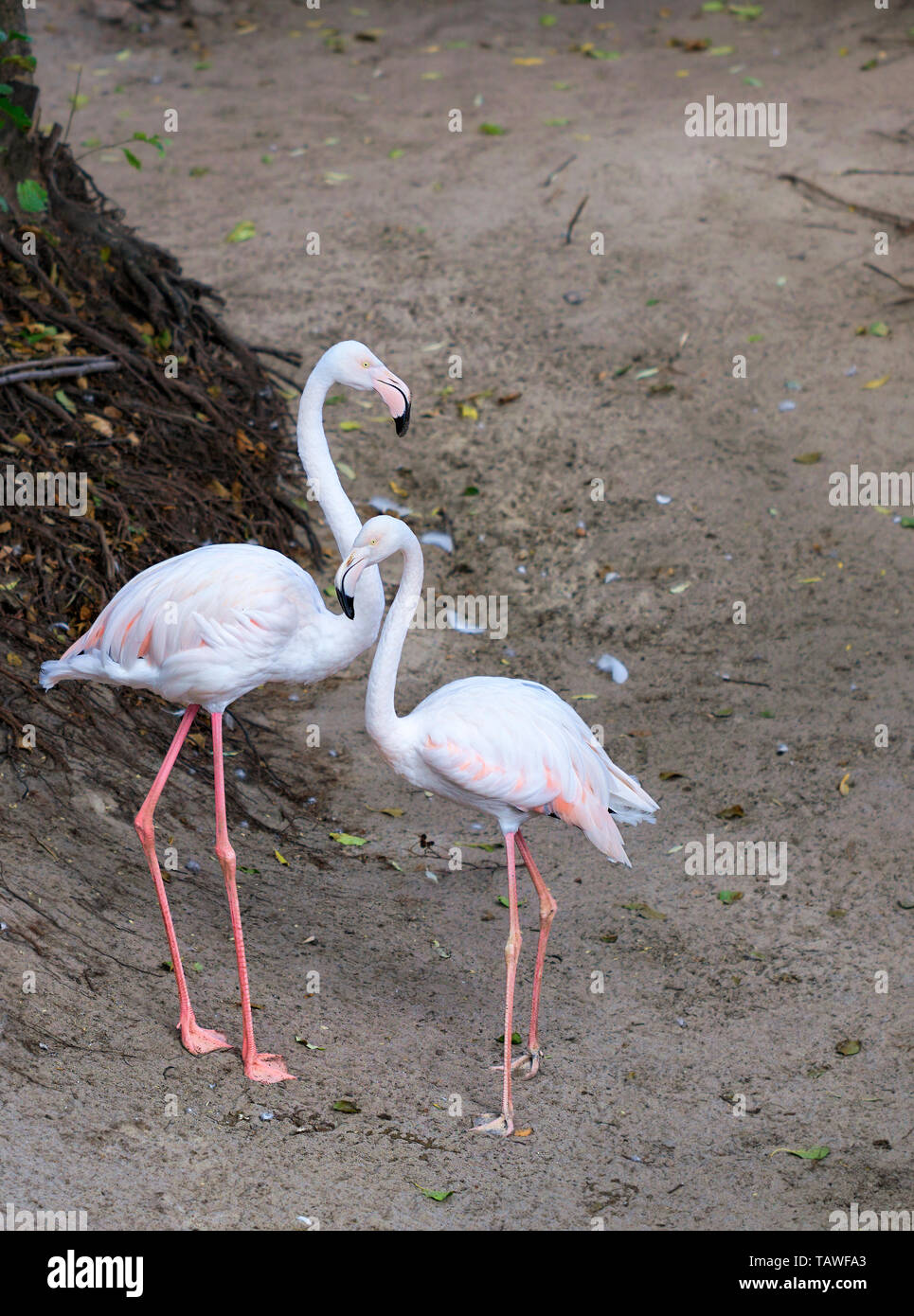 Une jolie paire de jeunes flamants roses se tient dans le contexte d'une forêt gris sec d'eau. Banque D'Images