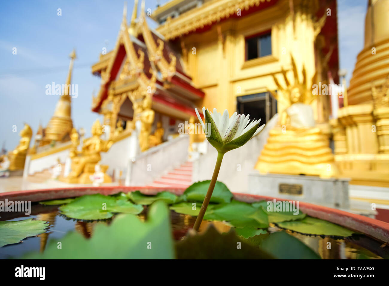 Fleur de Lotus dans le Bouddhisme temple en Thaïlande. Banque D'Images