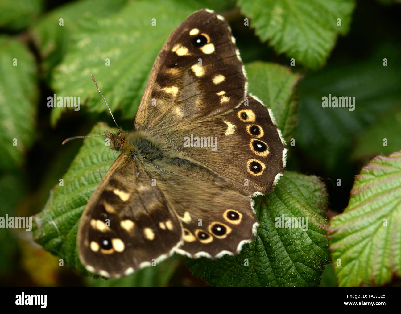 Avec des ailes de papillon en bois mouchetée étendu, absorbe la chaleur du soleil dans le défrichement des terres forestières. Banque D'Images
