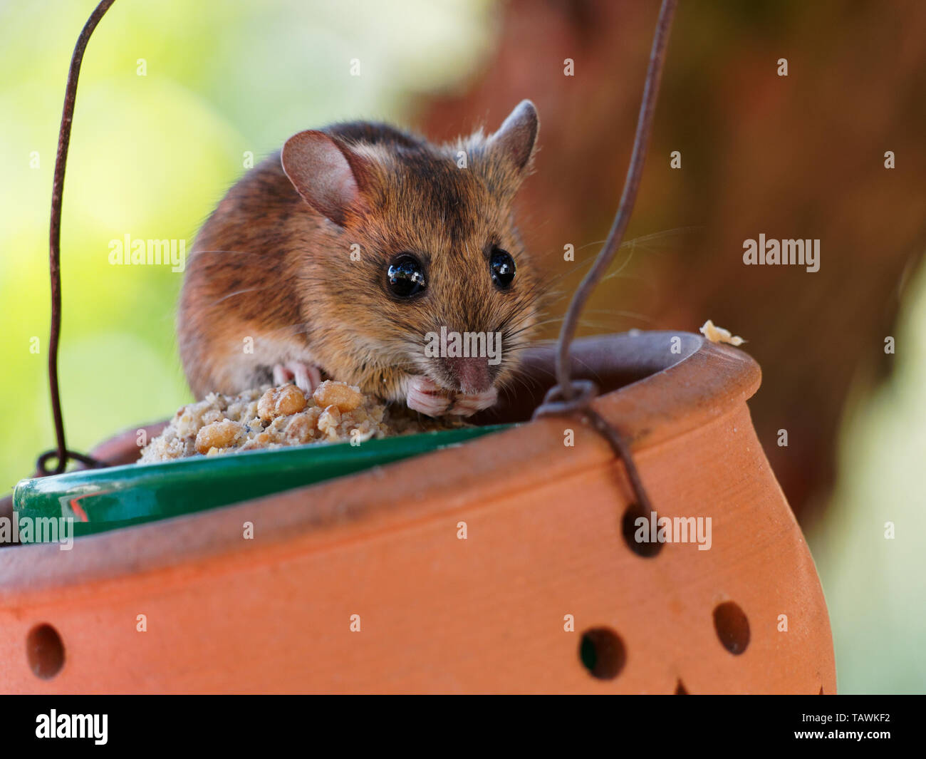 L'alimentation de la souris sur les grains d'une mangeoire pour oiseaux Banque D'Images