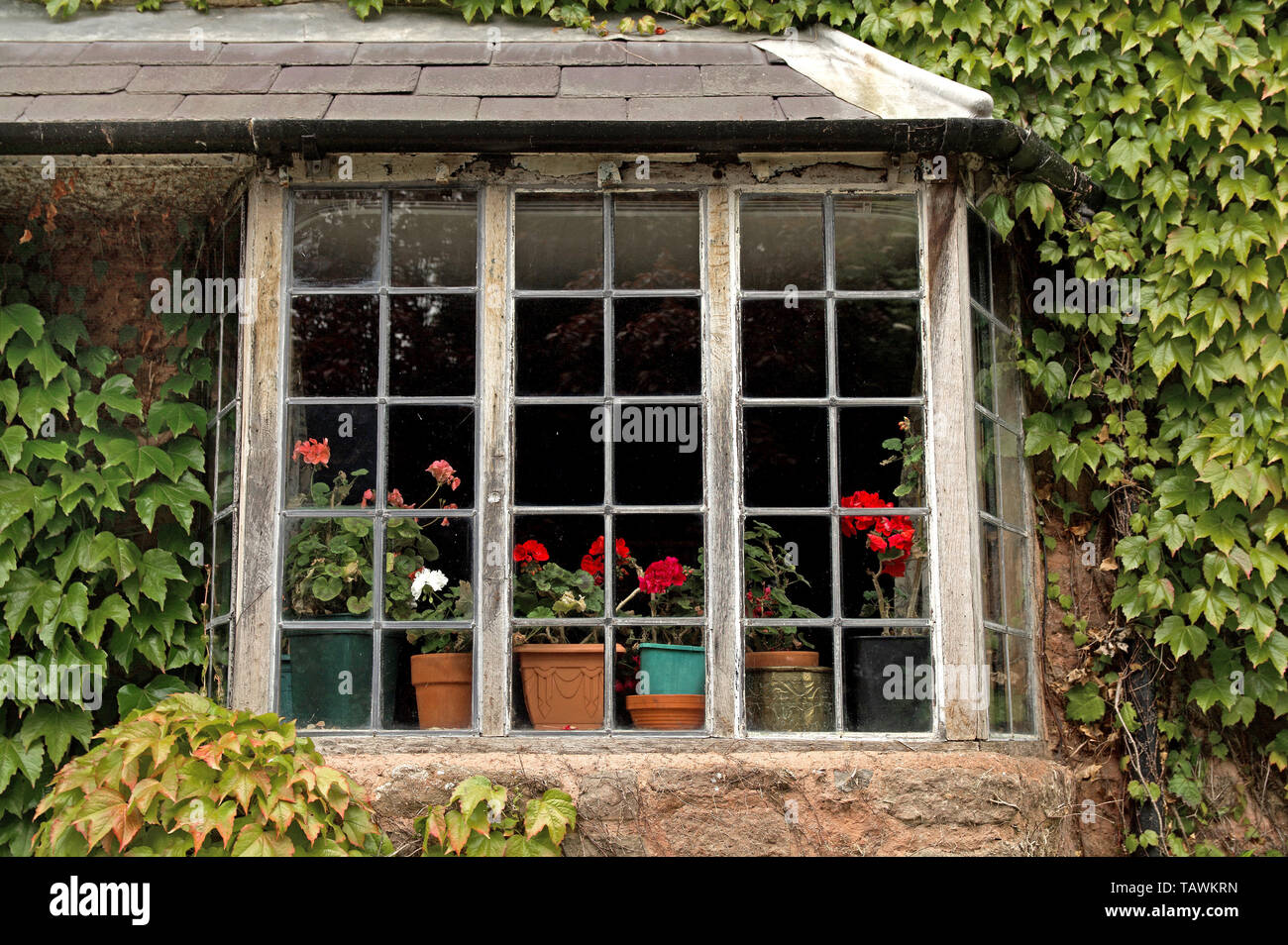 Gros plan de la fenêtre d'un cottage typique de Somerset, avec des géraniums sur le seuil et entouré de lierre. Banque D'Images