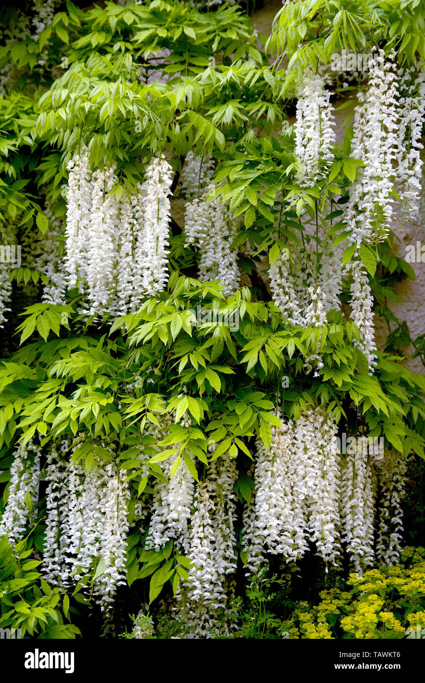 White Wisteria descendant en cascade sur un mur de chalet dans la campagne Somerset, Royaume-Uni. Banque D'Images