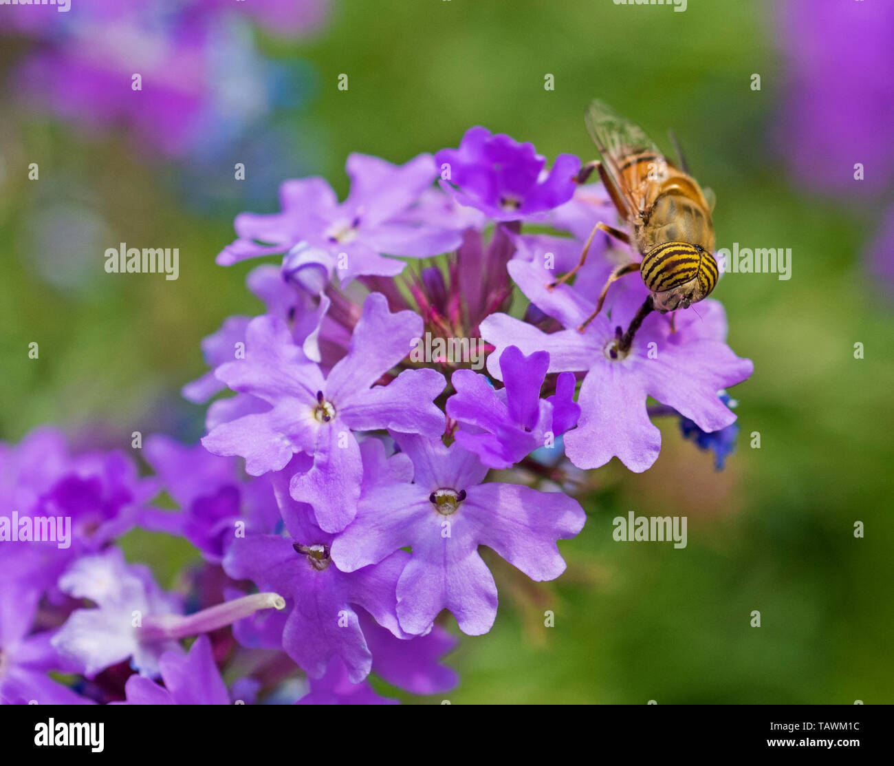 Libre de voler une fleur eristalinus taeniops se nourrissant de fleurs violet Elizabeth Earle Primula allionii in garden Banque D'Images