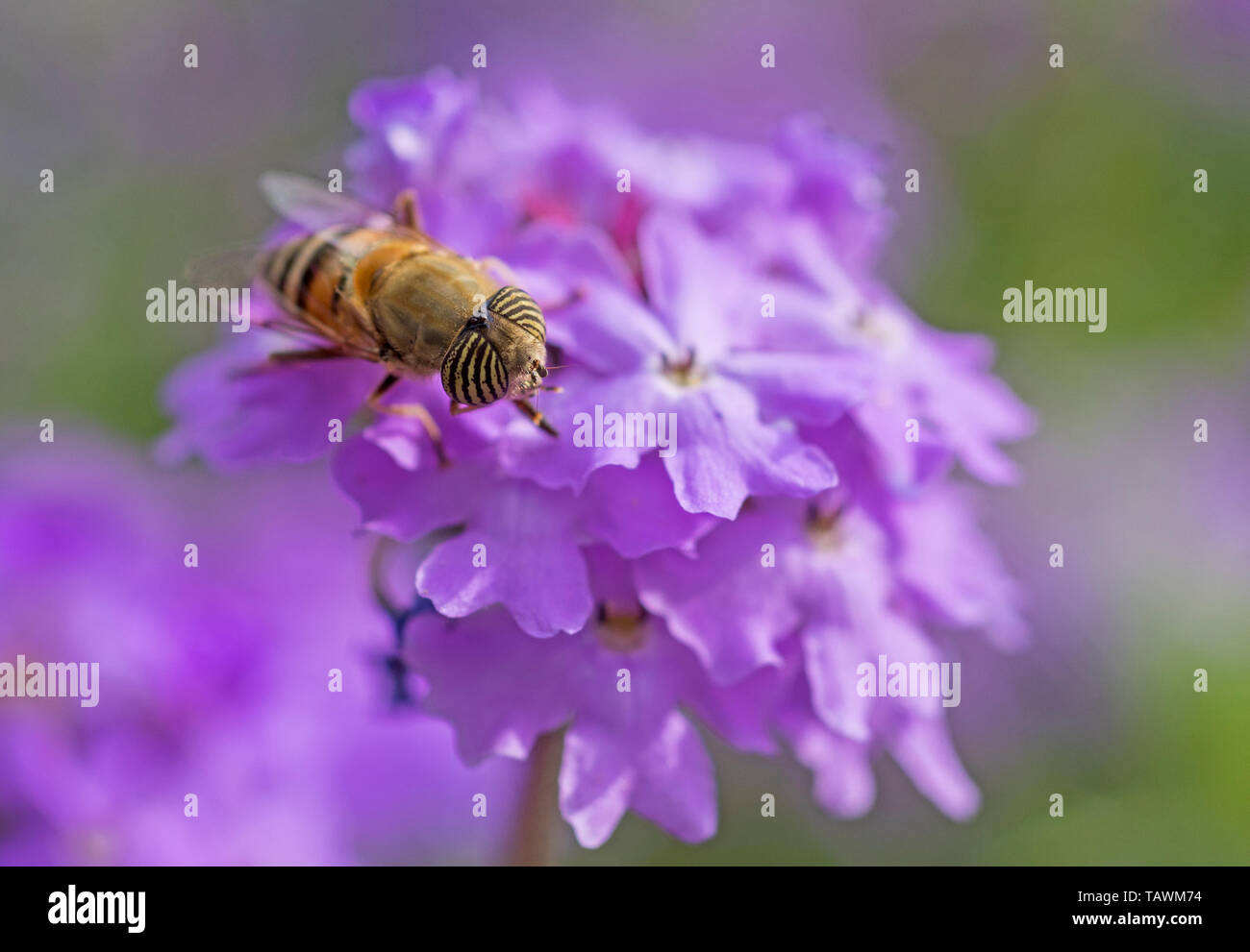 Libre de voler une fleur eristalinus taeniops se nourrissant de fleurs violet Elizabeth Earle Primula allionii in garden Banque D'Images