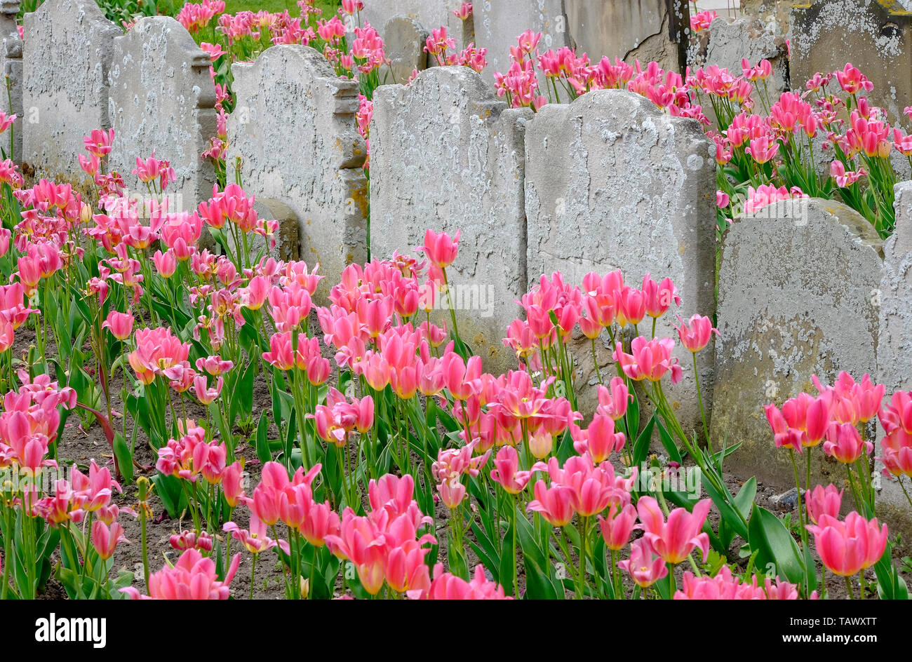 Tulipe rose en cimetière, sheringham, North Norfolk, Angleterre Banque D'Images