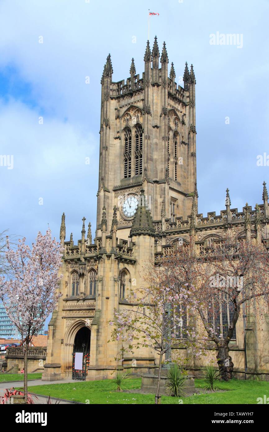 Manchester, UK - Cathédrale anglicane. Printemps fleur de cerisier. Ville de l'ouest de l'Angleterre Banque D'Images