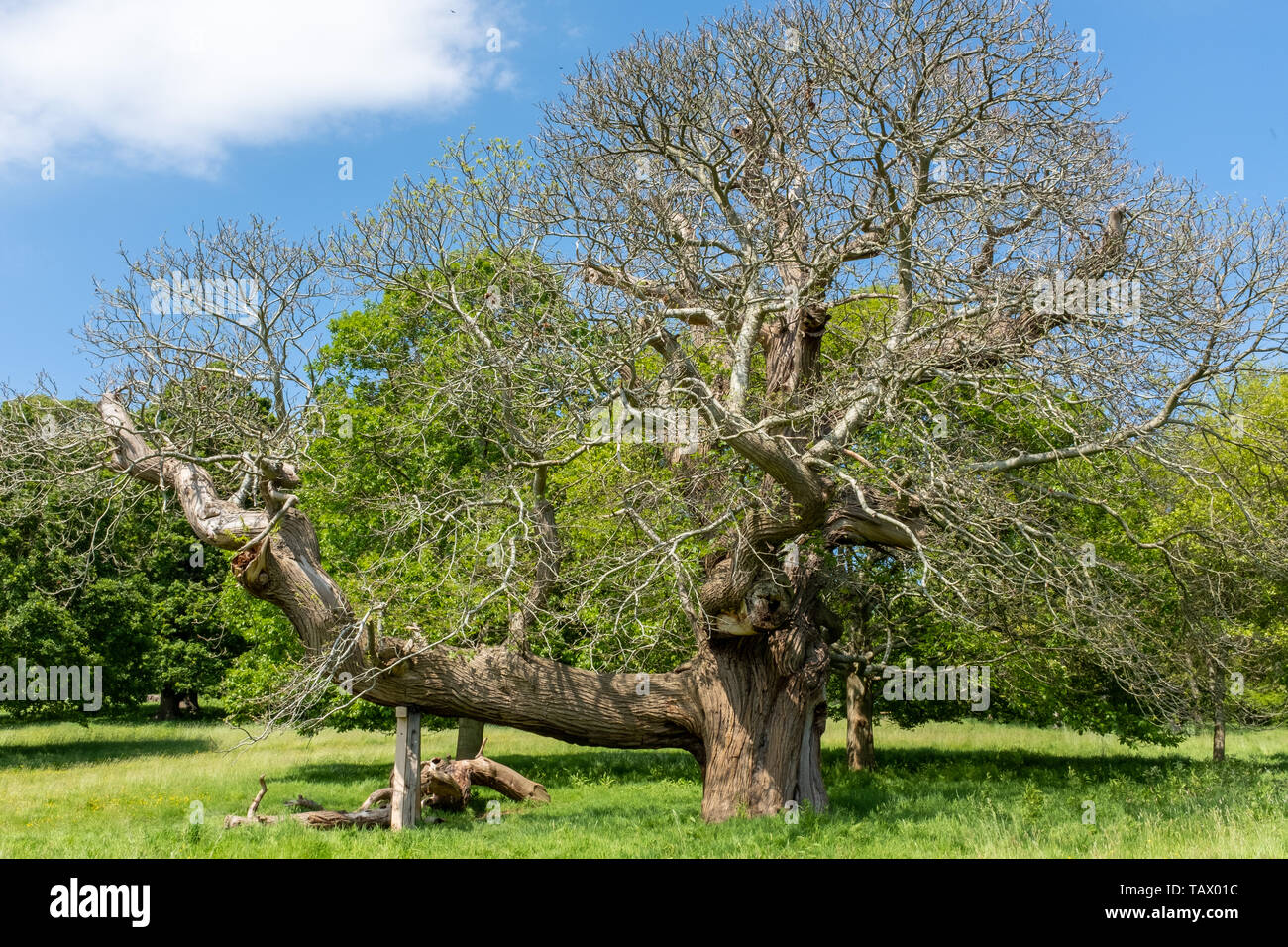 Vieil arbre avec long branch calé. Immobiliers Killerton, National Trust, Devon, UK Banque D'Images