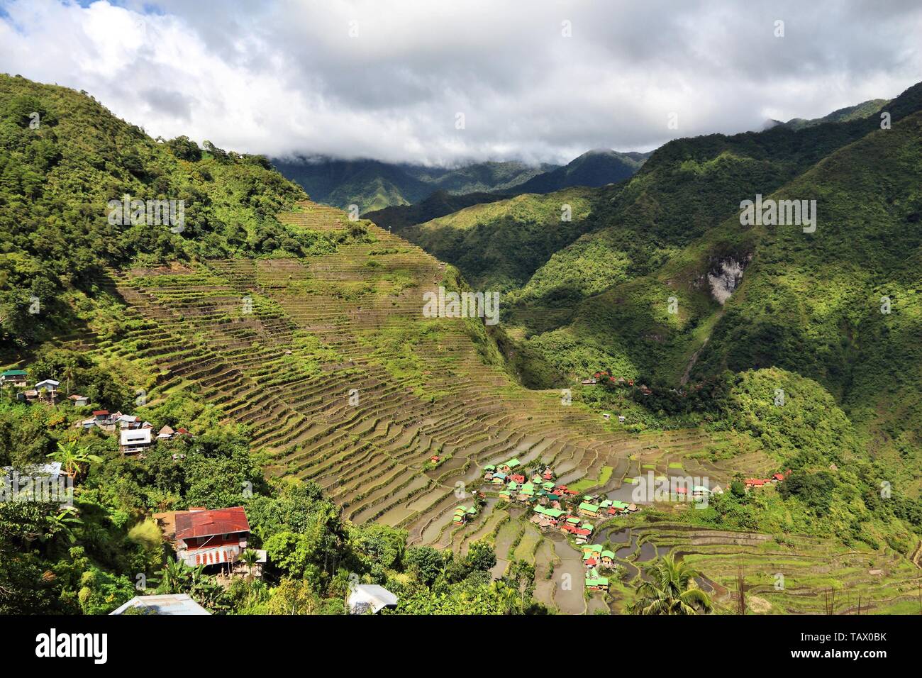 Les terrasses de riz aux Philippines - La culture du riz dans la région de Batad Banaue (village). Banque D'Images