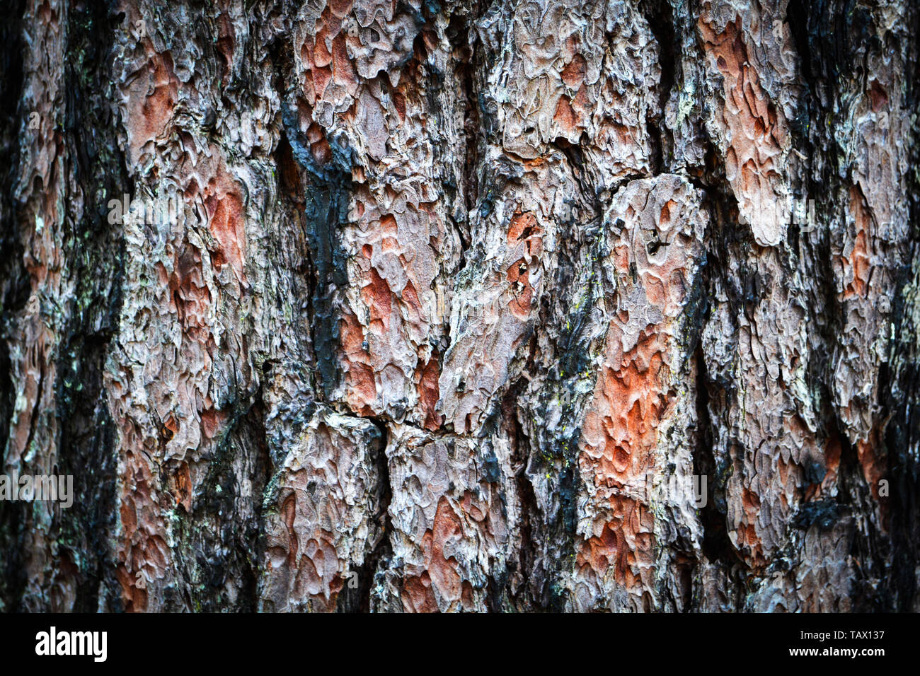 Pine Tree texture background d'écorce de pin après des incendies de forêt dans la nature brûler Banque D'Images