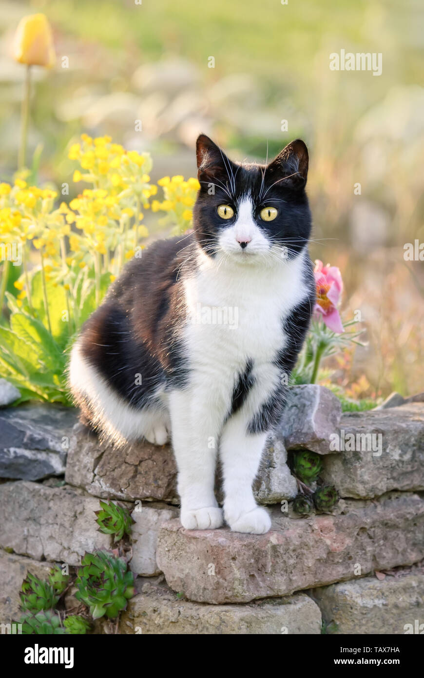 Chat mignon, Tuxedo noir et blanc motif bicolore, European Shorthair, assis attentivement sur un vieux mur de brique dans un jardin fleuri au printemps, Allemagne Banque D'Images