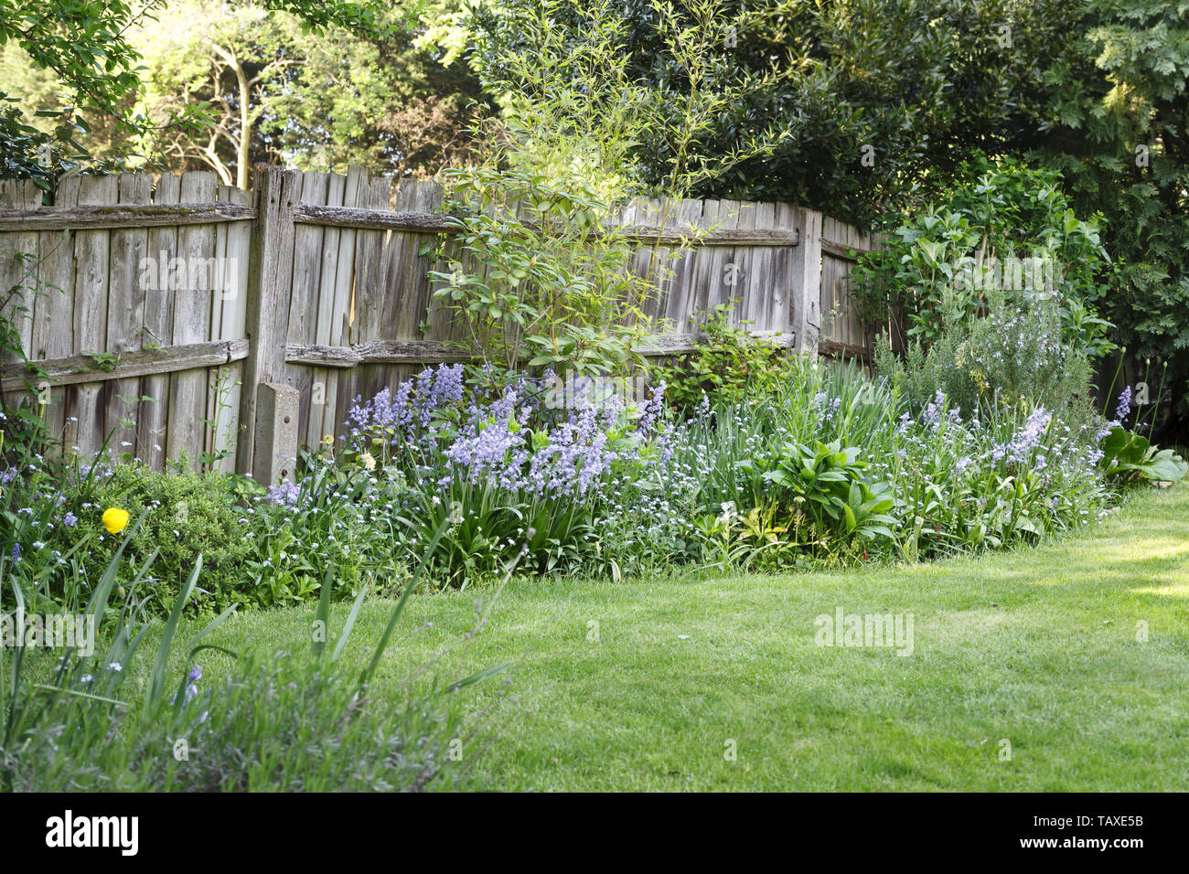Vieille clôture en bois dans un jardin de banlieue à Londres, Royaume-Uni Banque D'Images