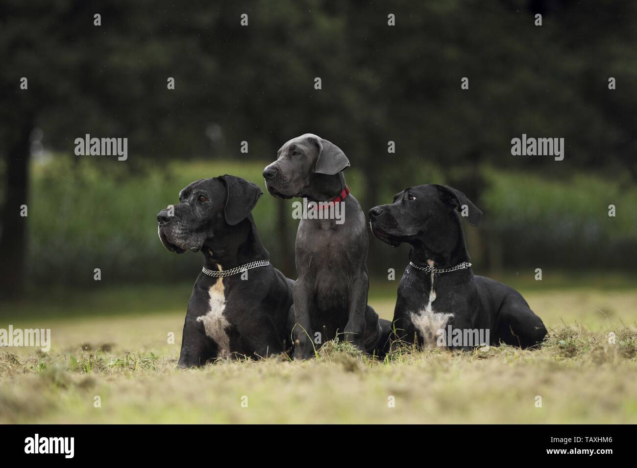 Great Danes Banque D'Images