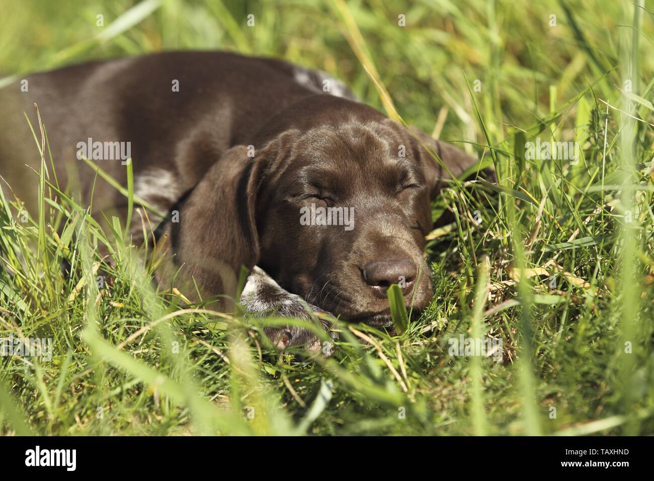 Braque Allemand chiot Banque D'Images