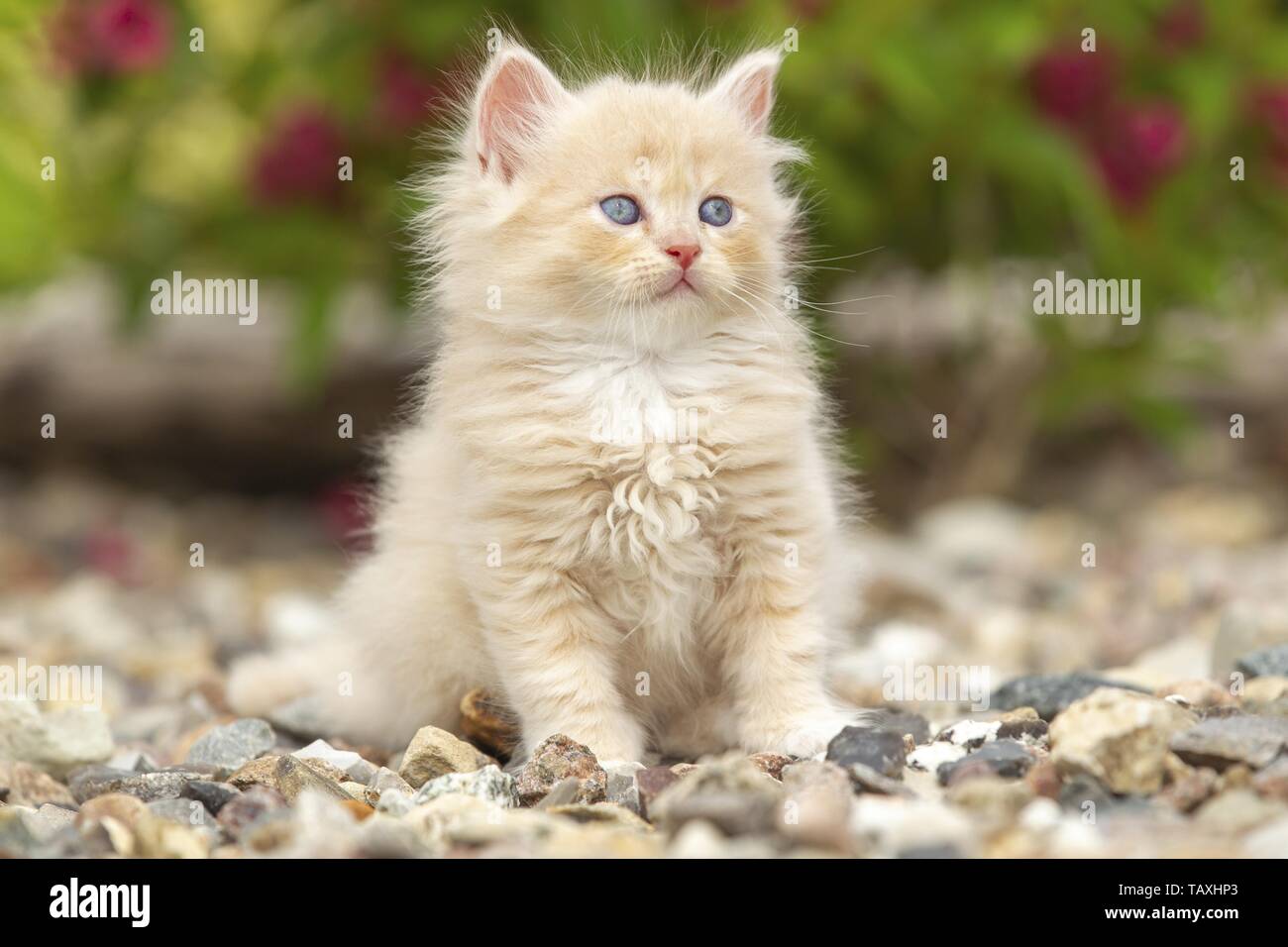 Chaton Longhair allemande Banque D'Images