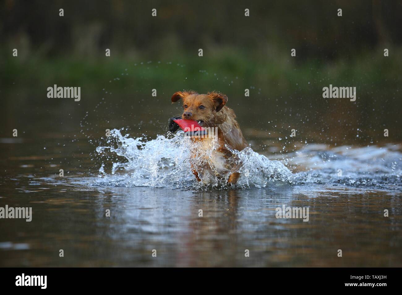 Nova Scotia Duck Tolling jeu Retriever Banque D'Images