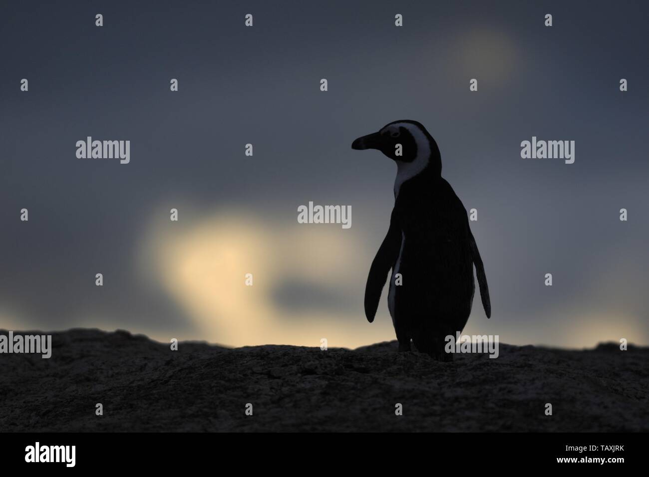 Pingouin africain Banque D'Images