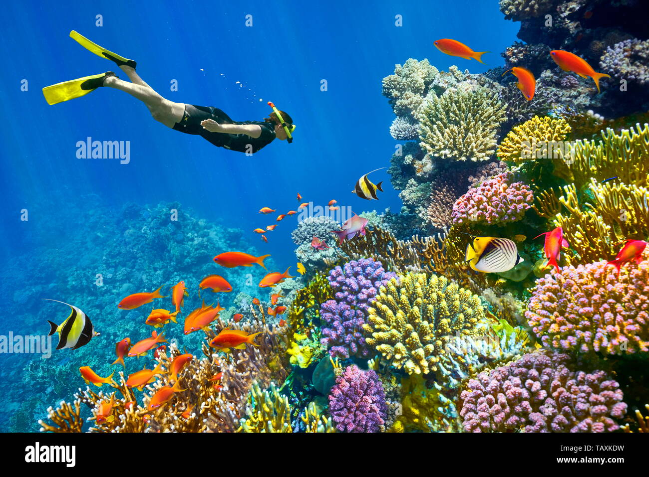 Mer Rouge, coraux et poissons, Charm El Cheikh, Egypte Banque D'Images