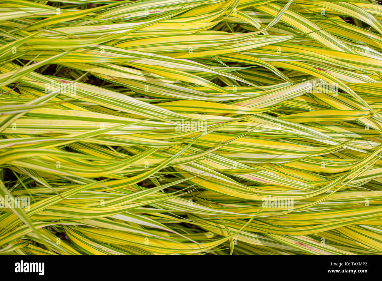 Close up of golden hakonechloa Hakonechloa macra aureola ou d'herbe. Banque D'Images