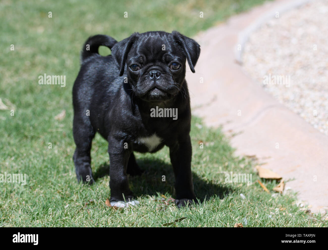 Chiot carlin noir dans l'herbe Photo Stock - Alamy