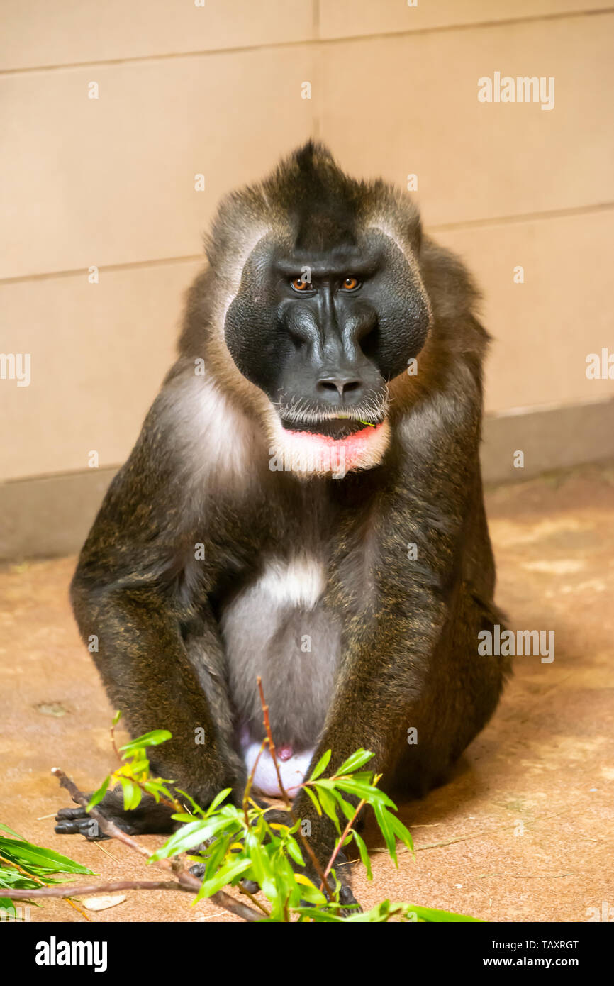 Mâle adulte (singe Drill Mandrillus leucophaeus) au Zoo d'Edimbourg, Ecosse, Royaume-Uni Banque D'Images