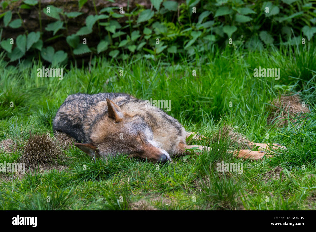 L'empoisonné loup gris / grey wolf (Canis lupus) gisant mort dans le pré / grassland Banque D'Images