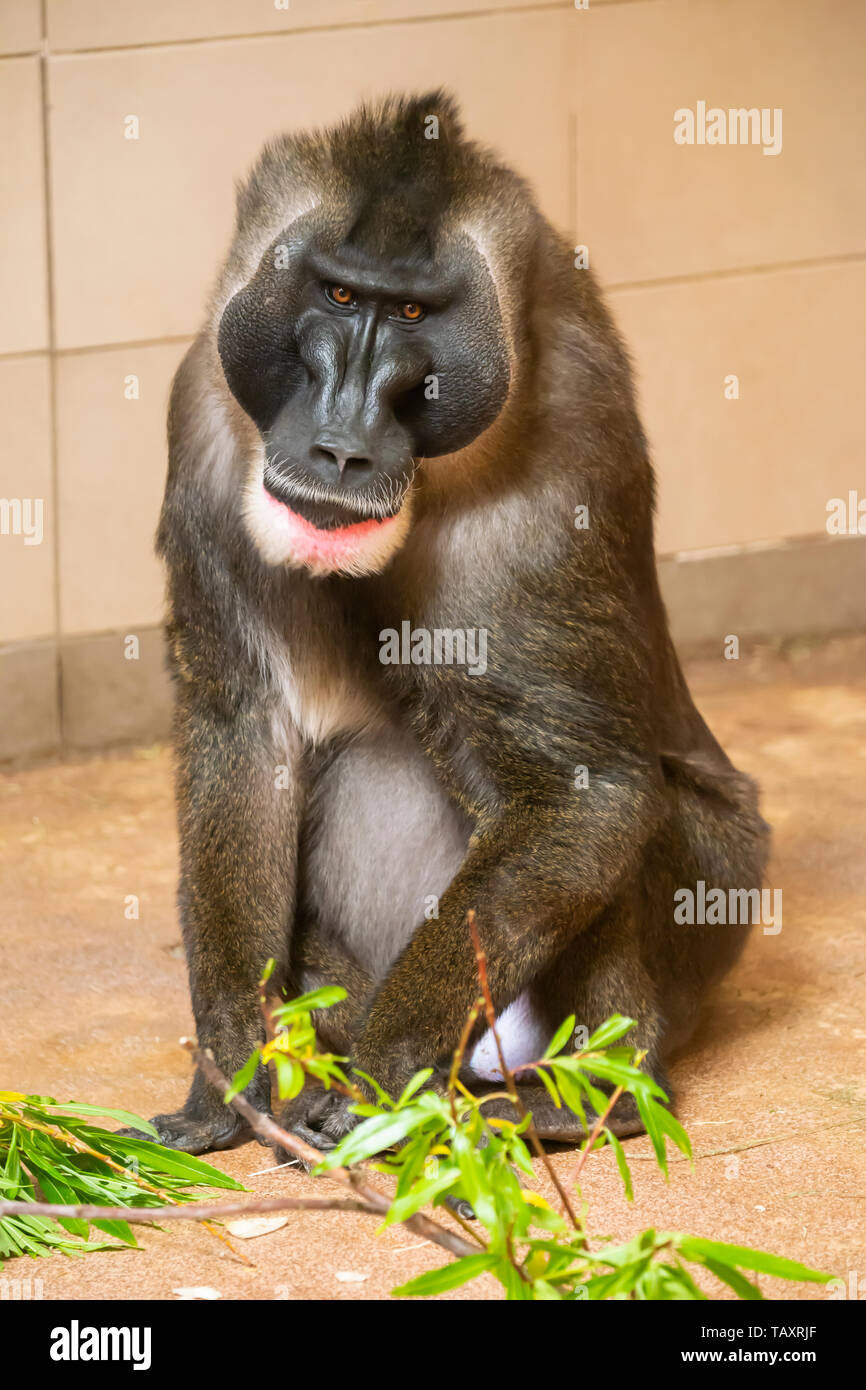 Mâle adulte (singe Drill Mandrillus leucophaeus) au Zoo d'Edimbourg, Ecosse, Royaume-Uni Banque D'Images