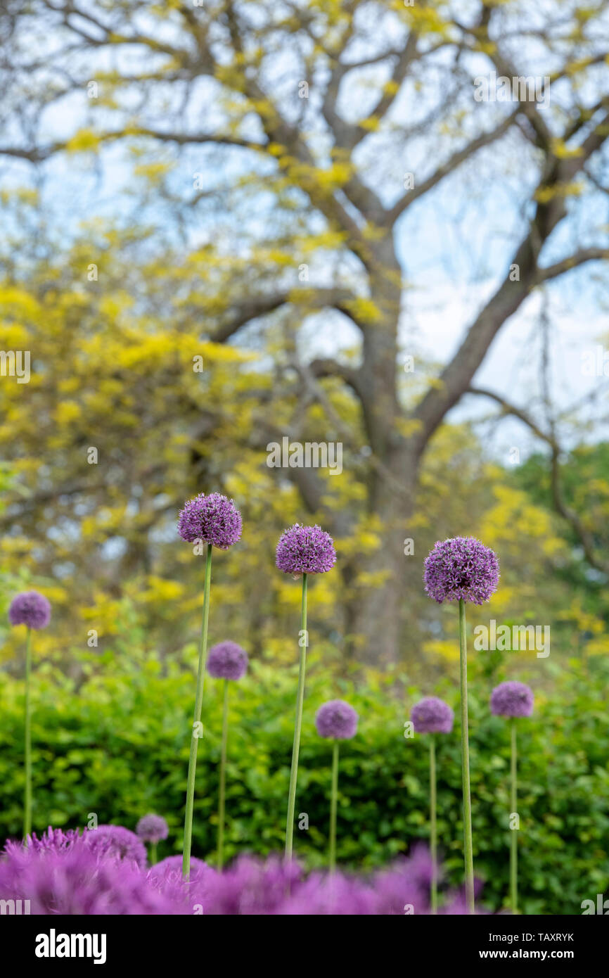 L'allium altissimum 'Goliath' fleurs dans un jardin frontière. L'Oignon à fleurs ornementales RHS Wisley Gardens, Surrey, Angleterre Banque D'Images