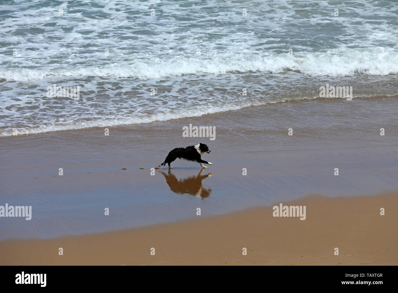Chien frontière collie sur la plage Banque D'Images