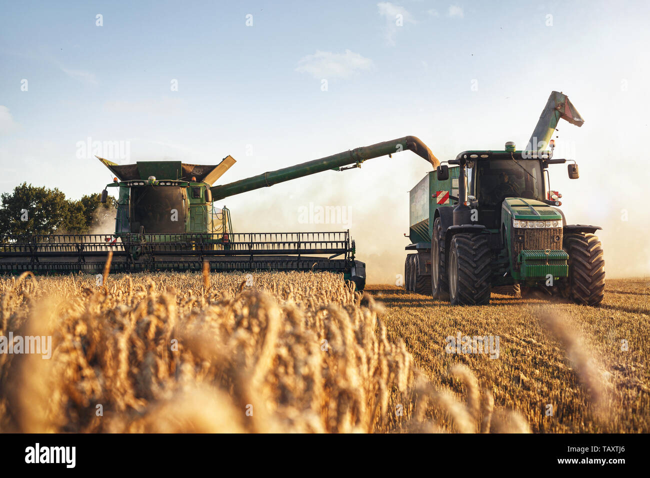 Moissonneuse-batteuse et un tracteur travaillant sur un champ de blé Banque D'Images