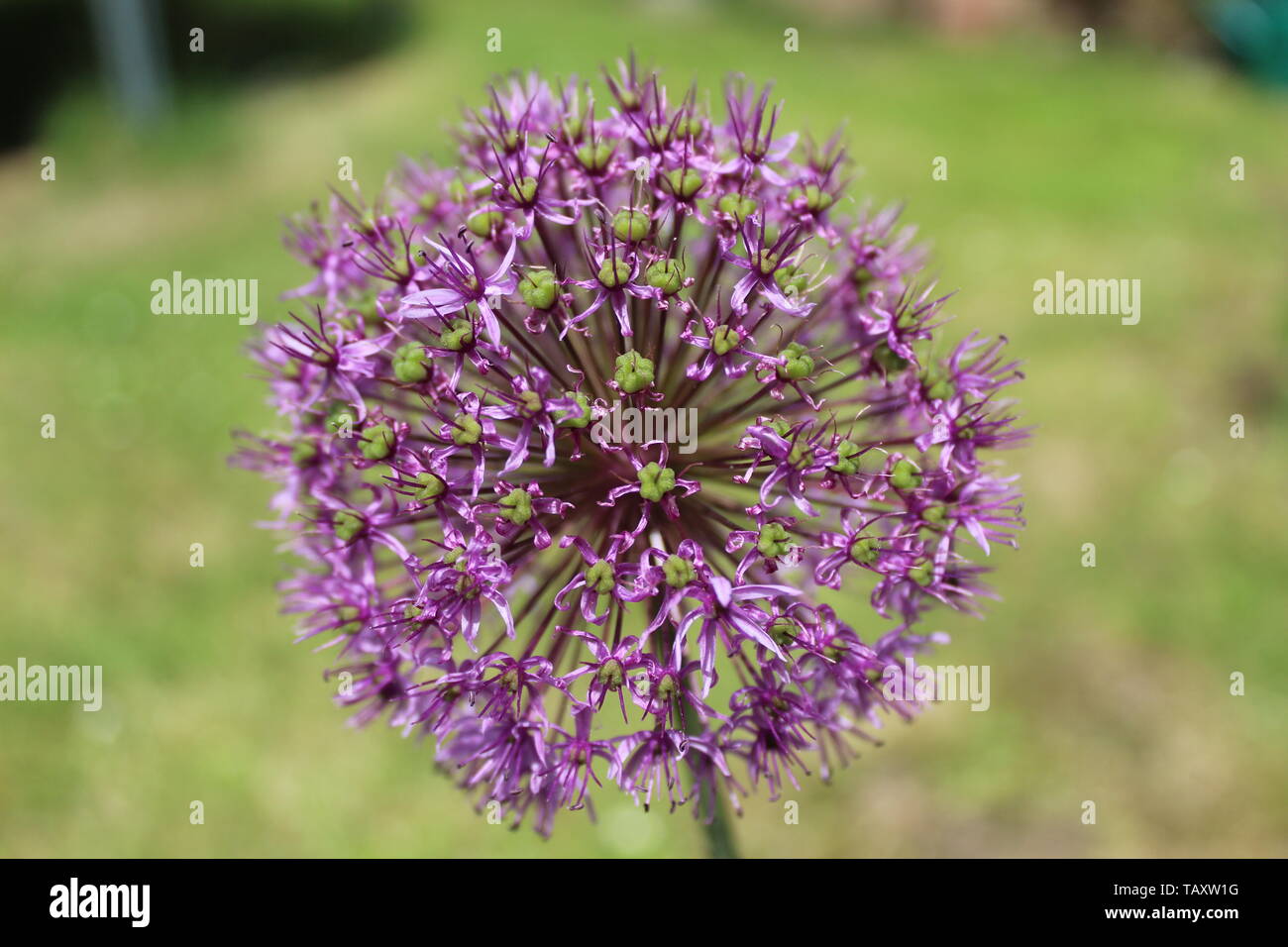 Allium Purple Banque D'Images