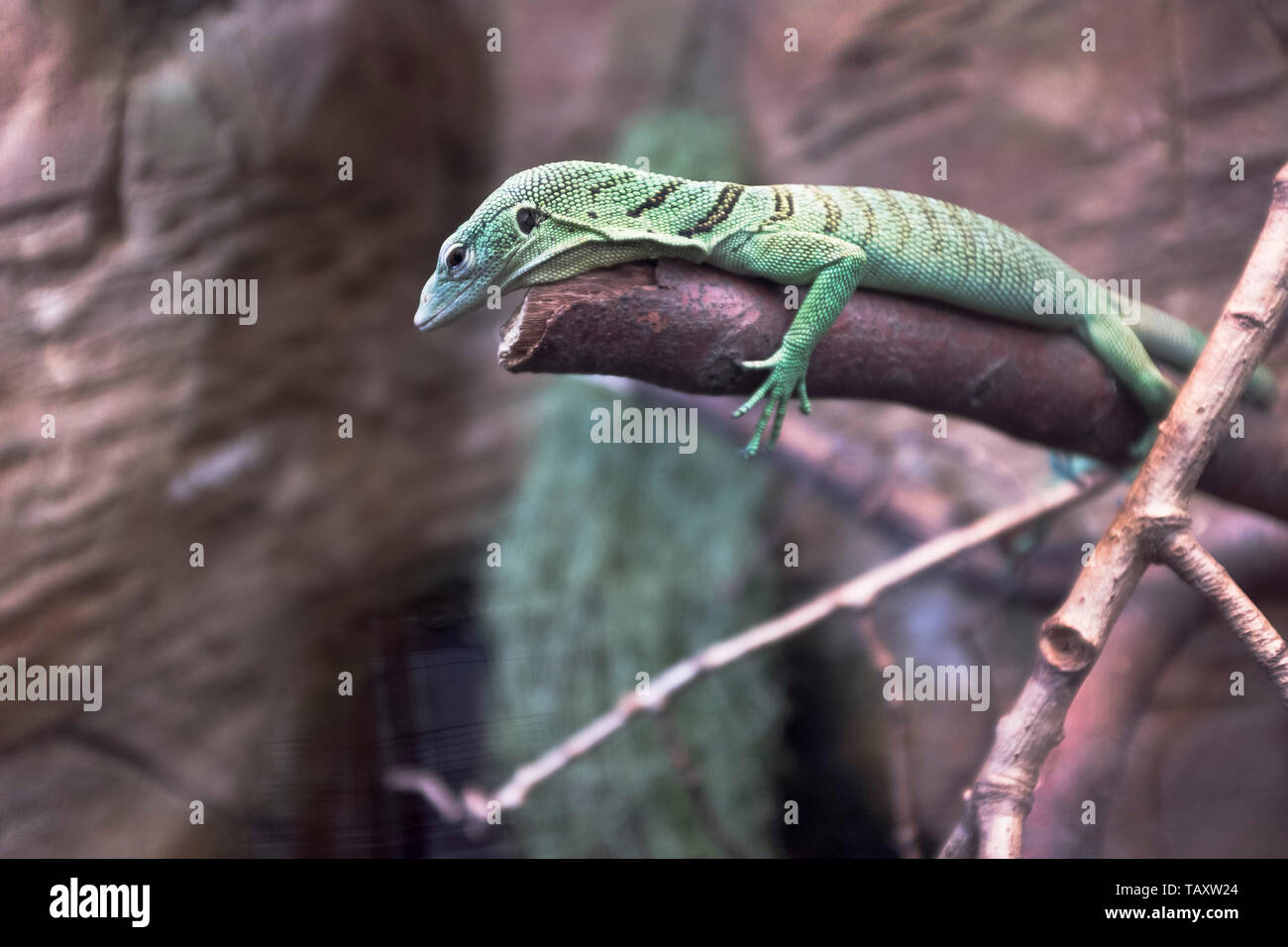 Dh Anolis vert lézard REPTILE Monde Tropical Leeds Banque D'Images