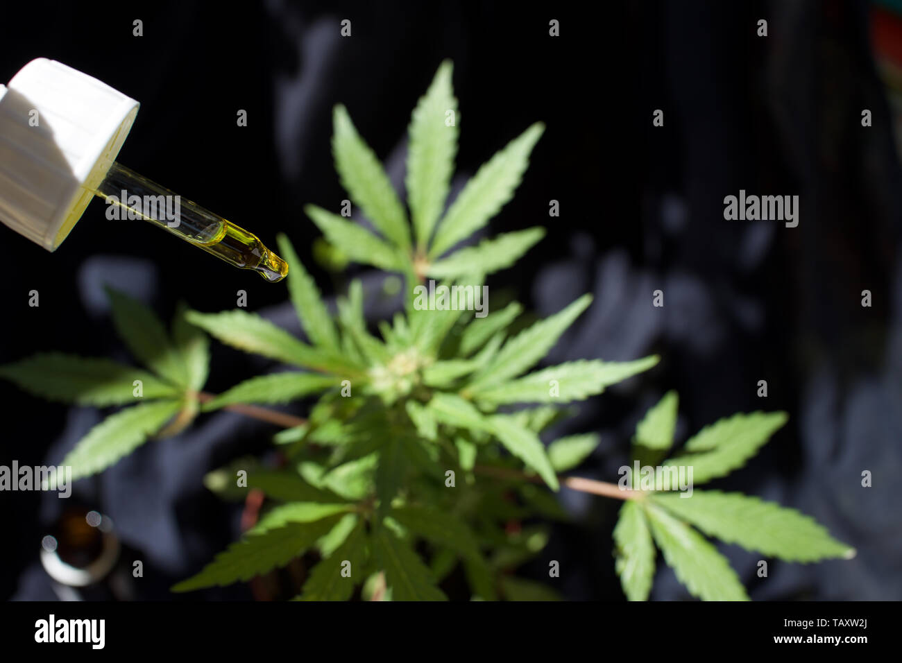 Plant de cannabis femelle avec la CDB de l'huile de cannabis marijuana médicinale contenant compte-gouttes Banque D'Images