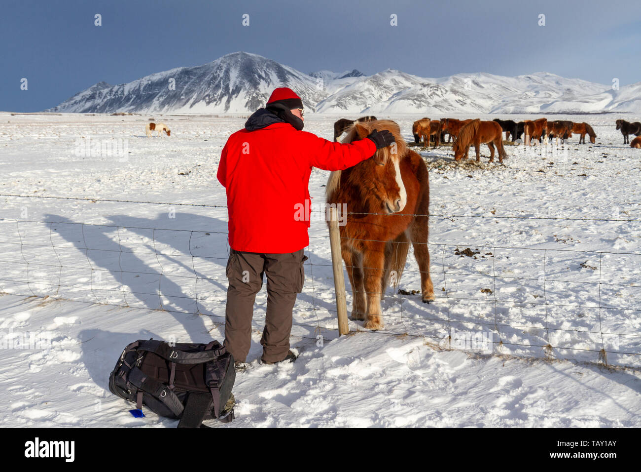 Un visiteur de caresser un poney islandais en Islande. Banque D'Images