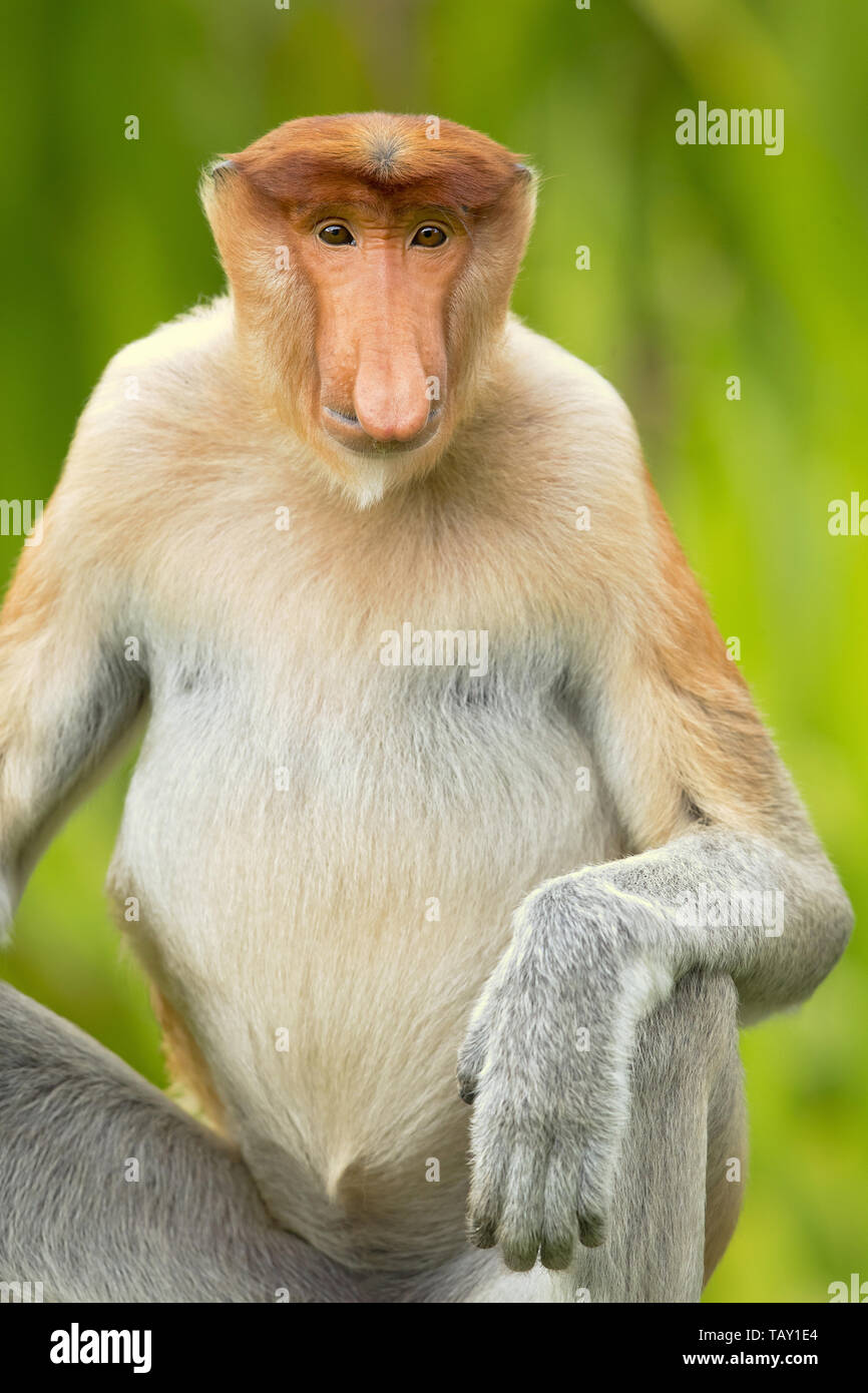 Proboscis Monkey (Nasalis larvatus) ou long-nez de singe, connu sous le nom de bekantan en Indonésie. Prises à Bornéo Banque D'Images