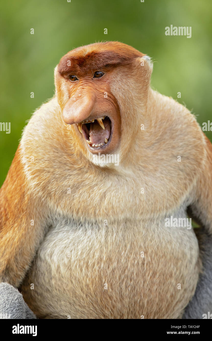 Proboscis Monkey (Nasalis larvatus) ou long-nez de singe, connu sous le nom de bekantan en Indonésie. Prises à Bornéo Banque D'Images