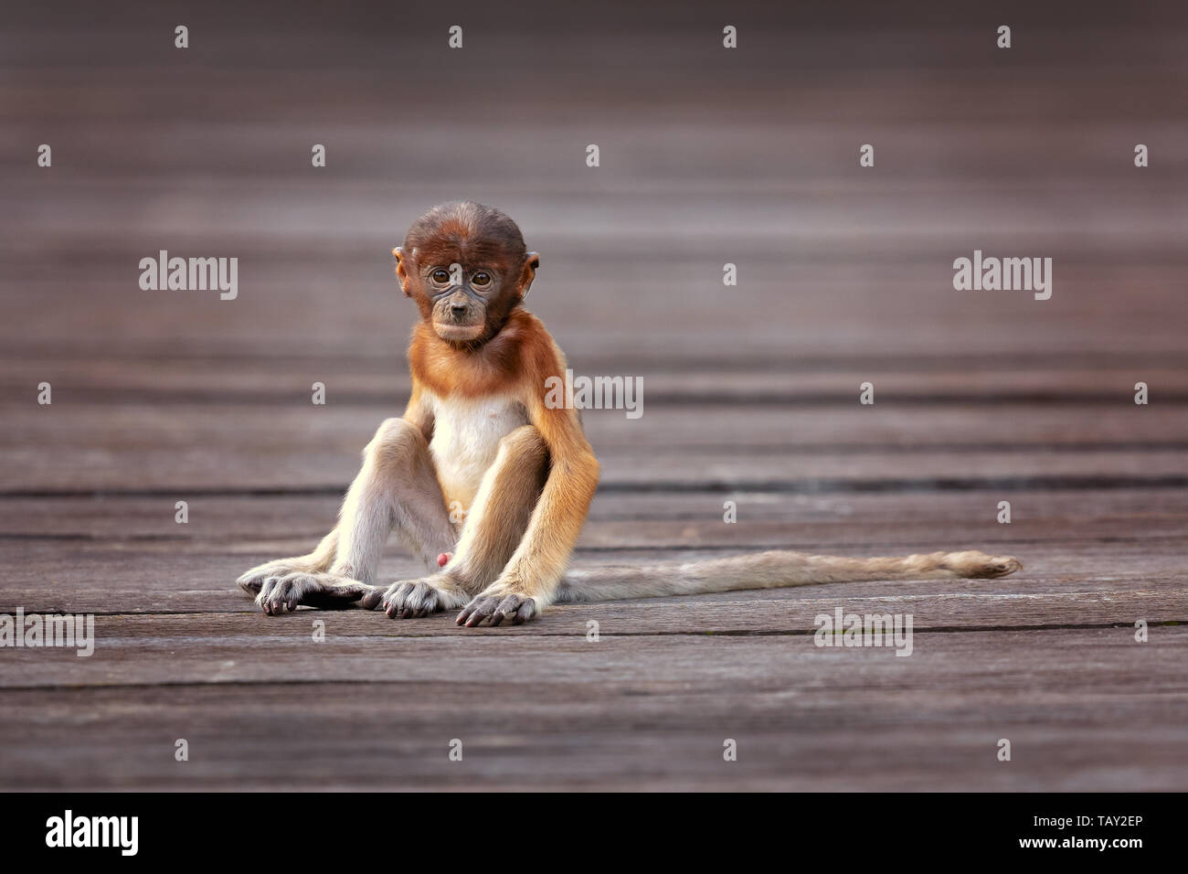 Proboscis Monkey (Nasalis larvatus) ou long-nez de singe, connu sous le nom de bekantan en Indonésie. Prises à Bornéo Banque D'Images