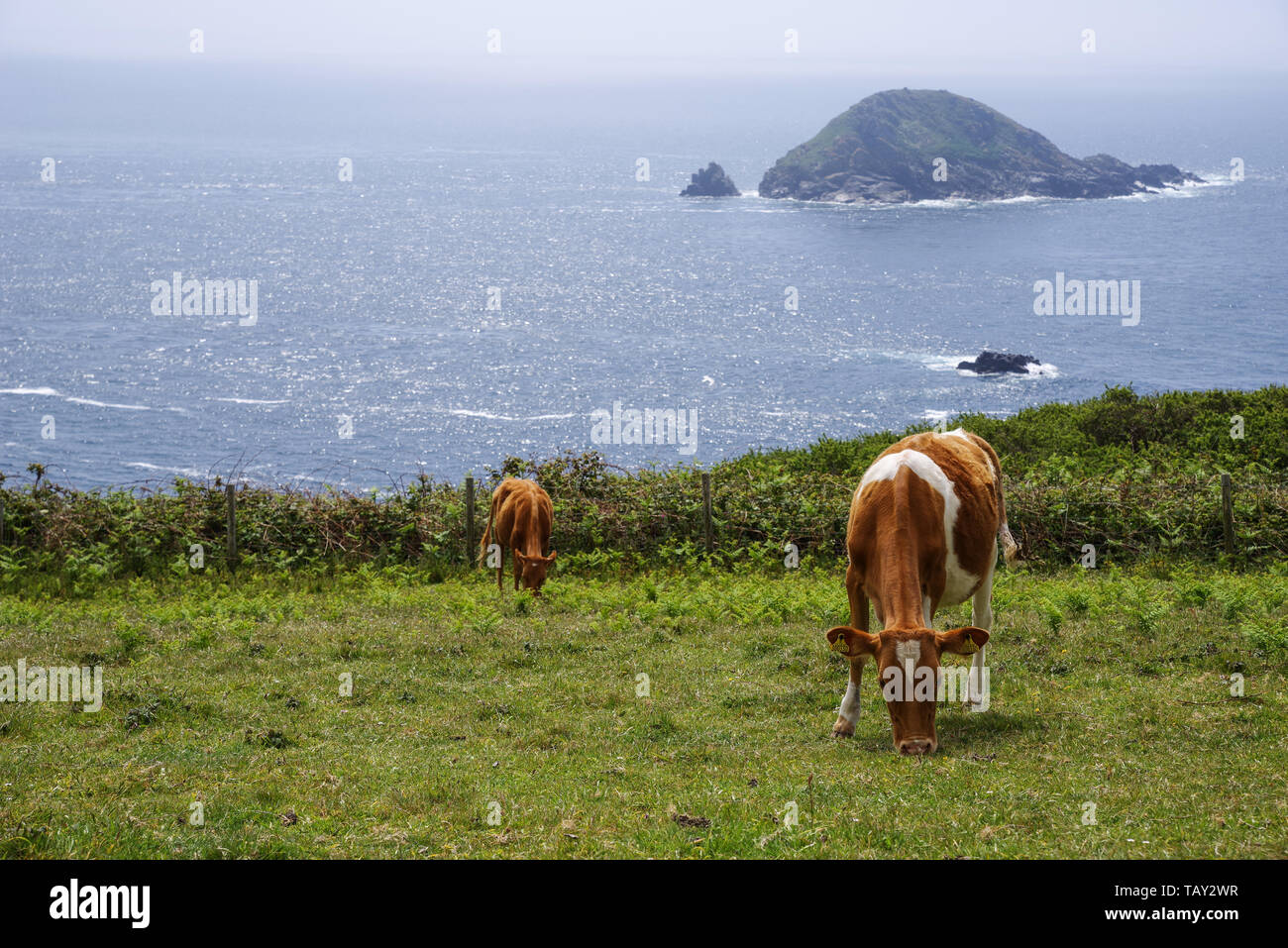 Guernesey le pâturage sur Sark - Guernsey, Channel Islands, Royaume-Uni Banque D'Images