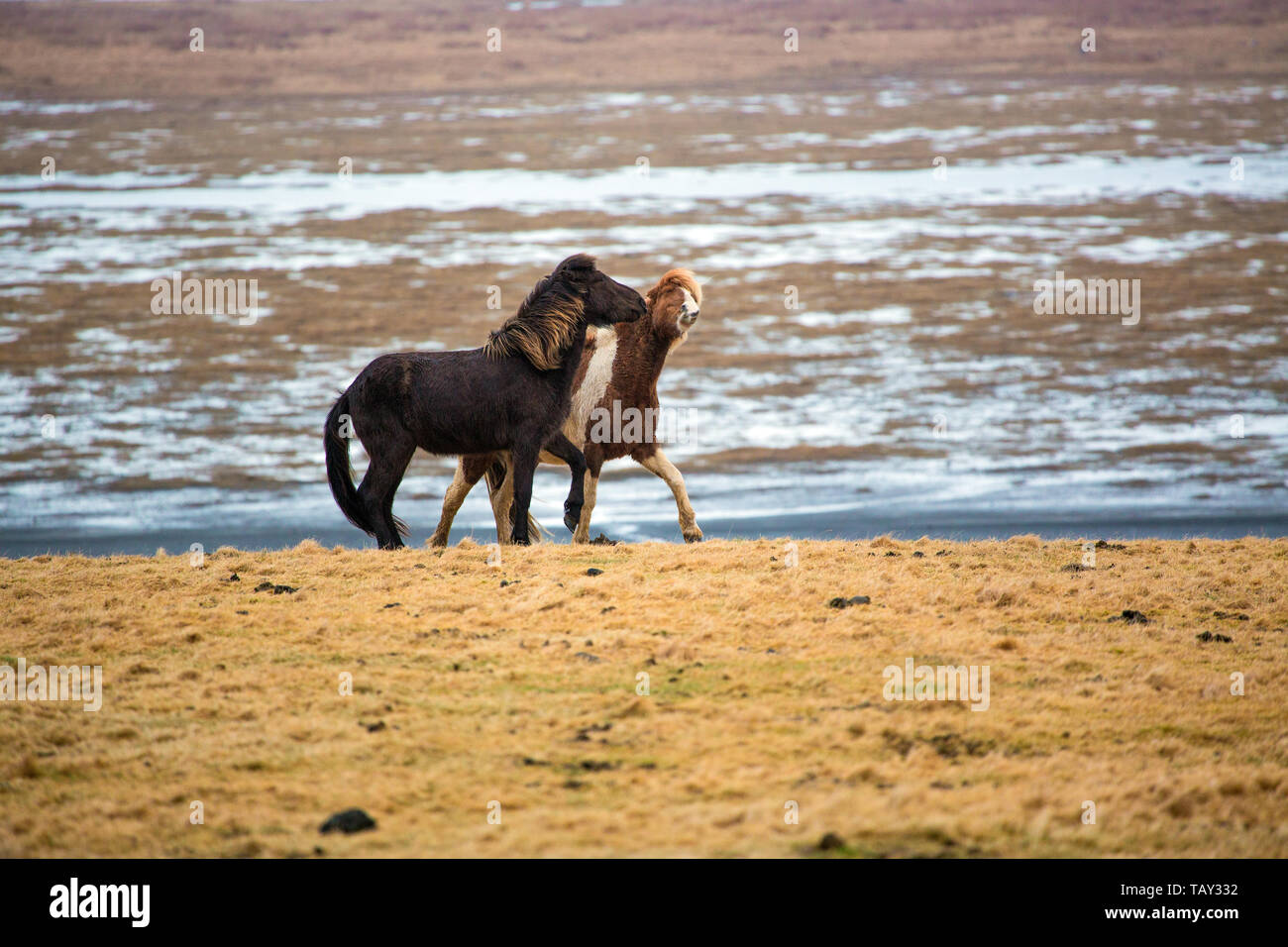 Le jeu des chevaux Islandais sur la prairie en hiver d'islande Banque D'Images