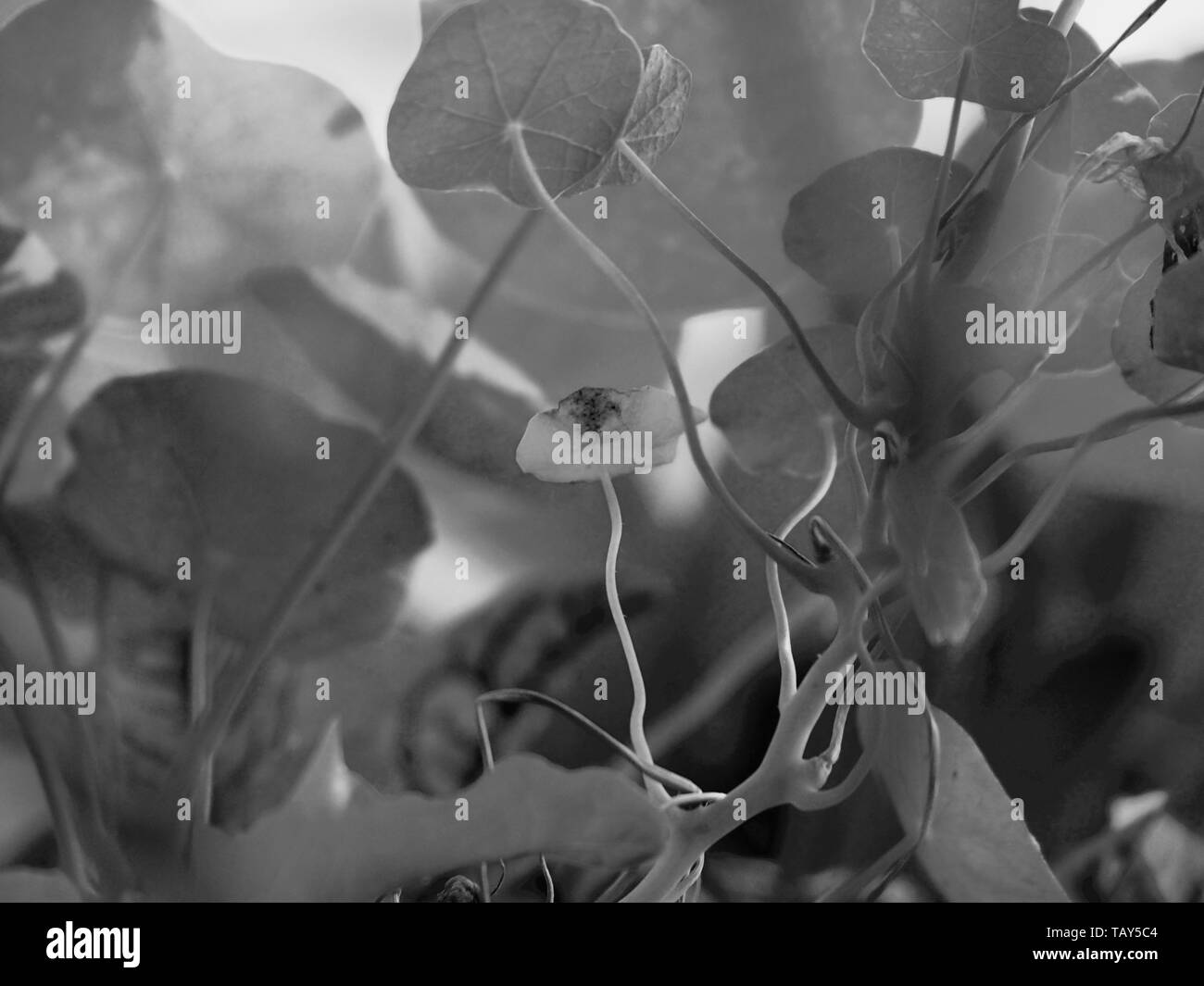 Plantes comestibles, Monochrome d'un jardin de cuisine avec des feuilles de Naturtium aux tiges sinueuses, en noir et blanc, savoureux dans une salade Banque D'Images